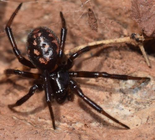Steatoda (albomaculata-incomposita)
